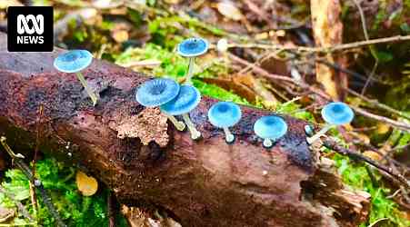 Tasmania's fungi season off to slow start, but when rain comes here are some species to look out for