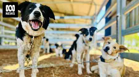 Working dog trials and sales in Australia gaining popularity and fetching big bucks