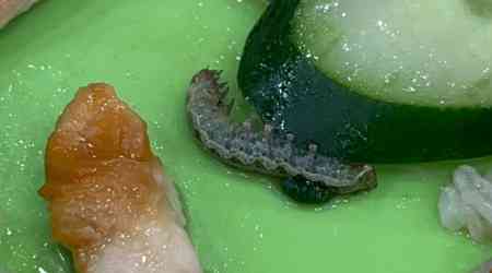 'Alive and wriggling': Diner grossed out by caterpillar in chicken rice at Jurong Point food court