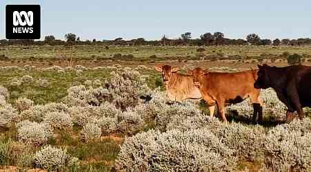 Record rainfall like 'oxygen itself' for Nullarbor pastures as farmers restock after long dry spell
