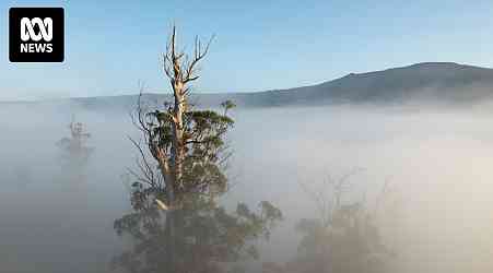 Dieback hits Tasmanian forests after dry summer as researchers investigate impact on trees' future
