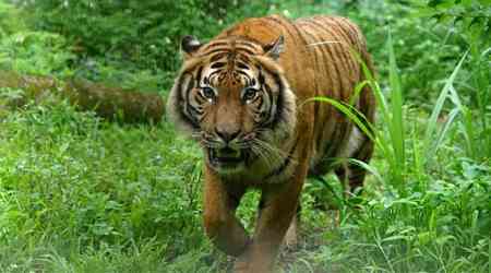 Malayan tigers make debut at Taipei Zoo