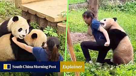 Perfect job? Panda keeper chased, bitten by boisterous bears shows coveted role is more than just feeding and playing