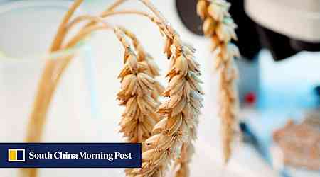 China fast-tracks edited wheat genome as part of food security drive