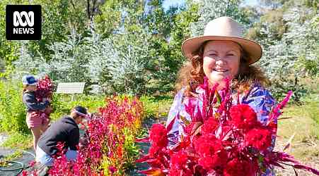 Flower farmer's final harvest for Mother's Day highlights industry challenges as imported blooms popular