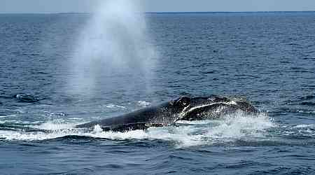 Entangled North Atlantic right whale spotted in Gulf of St. Lawrence