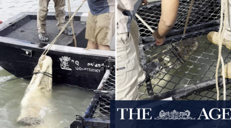 Queensland authorities capture large and aggressive crocodile