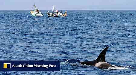 Killer whales sink sailing yacht in Strait of Gibraltar in new attack