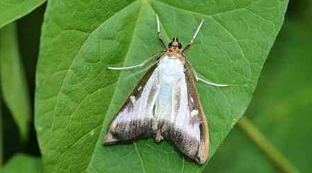 Regulated area for invasive box tree moth expanded to parts of the Maritimes