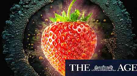 The deadly price of a perfect strawberry