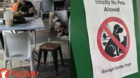 'Some people may be sensitive or allergic': Woman seen eating with 2 dogs at table in hawker centre despite 'no pets allowed' sign