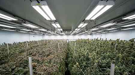 Fluence Drives Improved Yields with Cannabis Cultivator Clade9