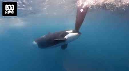 Orcas have sunk another vessel off the European coast. Why won't they stop ramming boats?