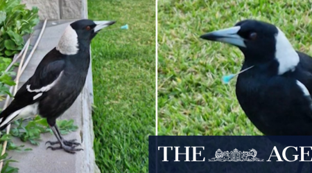 Multiple magpies shot with blow gun darts in 'deliberate' attack