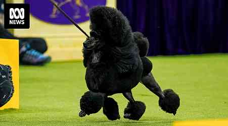 Sage the mini poodle crowned top dog at the Westminster Kennel Club Dog Show