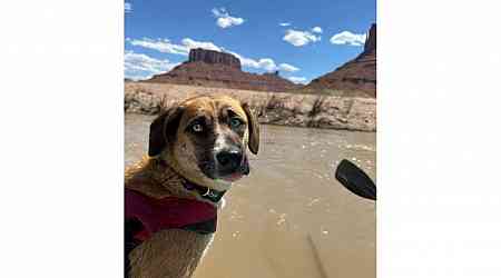 9 days and $6,000 later, lost dog is found near Moab