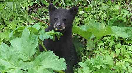 Black bear cub with 'severe neurological disease' euthanized in Banff