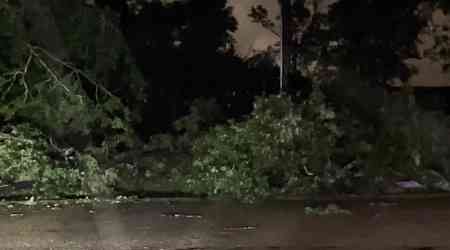 Pregnant woman, unborn child killed by falling tree during severe weather