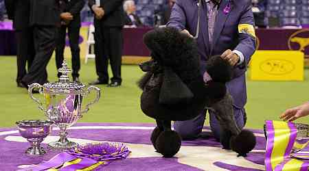 The 2024 Westminster Dog Show in Photos: Sage the Miniature Poodle Fetches Top Prize