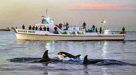 Orcas Sink 50-Foot Yacht As Second Summer Of Aquatic Rage Ignites