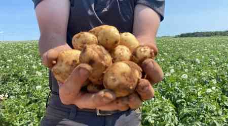 Eyes on the fries: Alberta snatches potato crown from P.E.I.