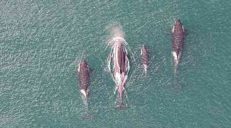 B.C. study tracks breaths of killer whales using stunning drone video