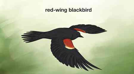 How to Meaning of a Blackbird