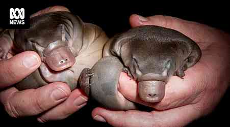 What is a baby platypus called: platypup, puggle, nestling or something else?