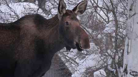 Moose Kills Alaska Man Attempting to Take Photos of Her Calves