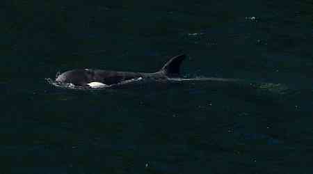 Orphan orca's extended family spotted off northeast side of Vancouver Island 