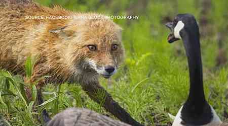 Montreal photographer captures dramatic Canada Goose vs. fox face-off 
