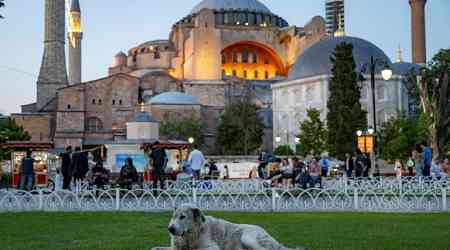 Sick Of Strays, Turkey Weighs Dog Crackdown