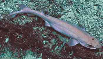 New Species Of Shark Discovered In New Zealand