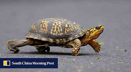 Chinese woman arrested in US for trying to smuggle turtles across lake into Canada