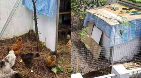 'Cruel to keep them locked up': Makeshift chicken coop in Yishun community garden ruffles residents' feathers