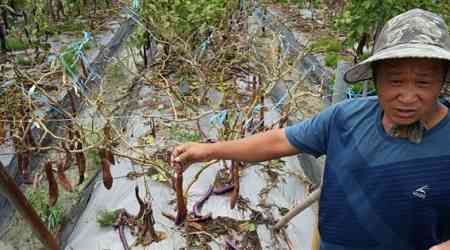Taiwan's agricultural losses from Typhoon Gaemi near NT$1.7 billion