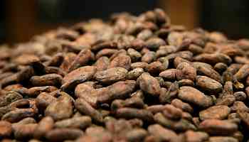 Lead Found in Nearly Half of Cocoa Products, New Study Warns