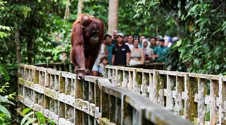 Malaysia announces adopt-an-orangutan plan for palm oil importers