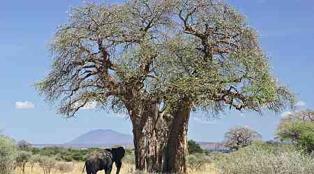 Baobabs: Africa's unique trees defy climate challenges, continue to flourish