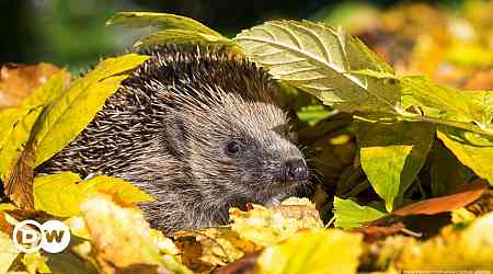 Hedgehogs threatened by robot mowers, German activists warn