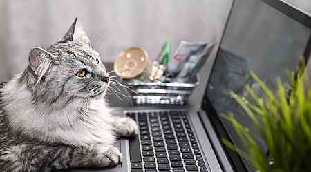 The Cybersecurity Cat-And-Mouse Game