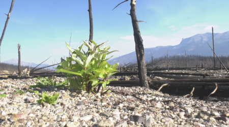 Devastating Jasper wildfire now listed as under control, Parks Canada says