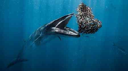 Snacking whale photo wins Ocean Photographer of the Year 2024