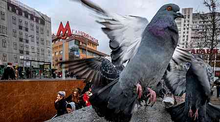 Quand les grandes villes donnent la pilule aux pigeons