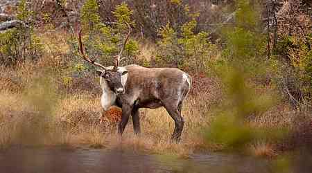 Hundreds of wolves, bears and coyotes killed in attempt to help Quebec caribou