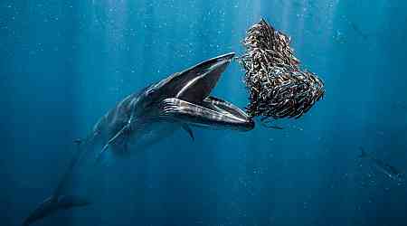 Beautiful, Mesmerizing Sea-Life Images: 18 Winners Of Ocean Photographer Of The Year