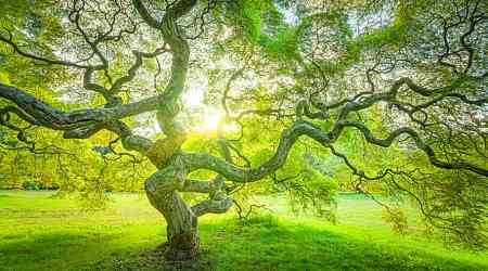 The art of niwaki (Japanese tree pruning)