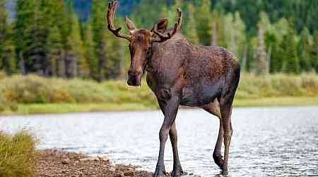 Two Ont. hunters fined $3,700 each for illegal moose hunting