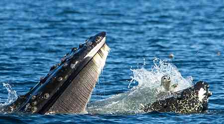 'Never seen anything like this': Humpback whale catches unsuspecting seal off Vancouver Island