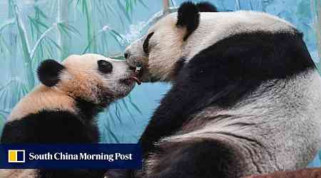 Panda conservation seen in US-China efforts helping other species thrive, scientists say